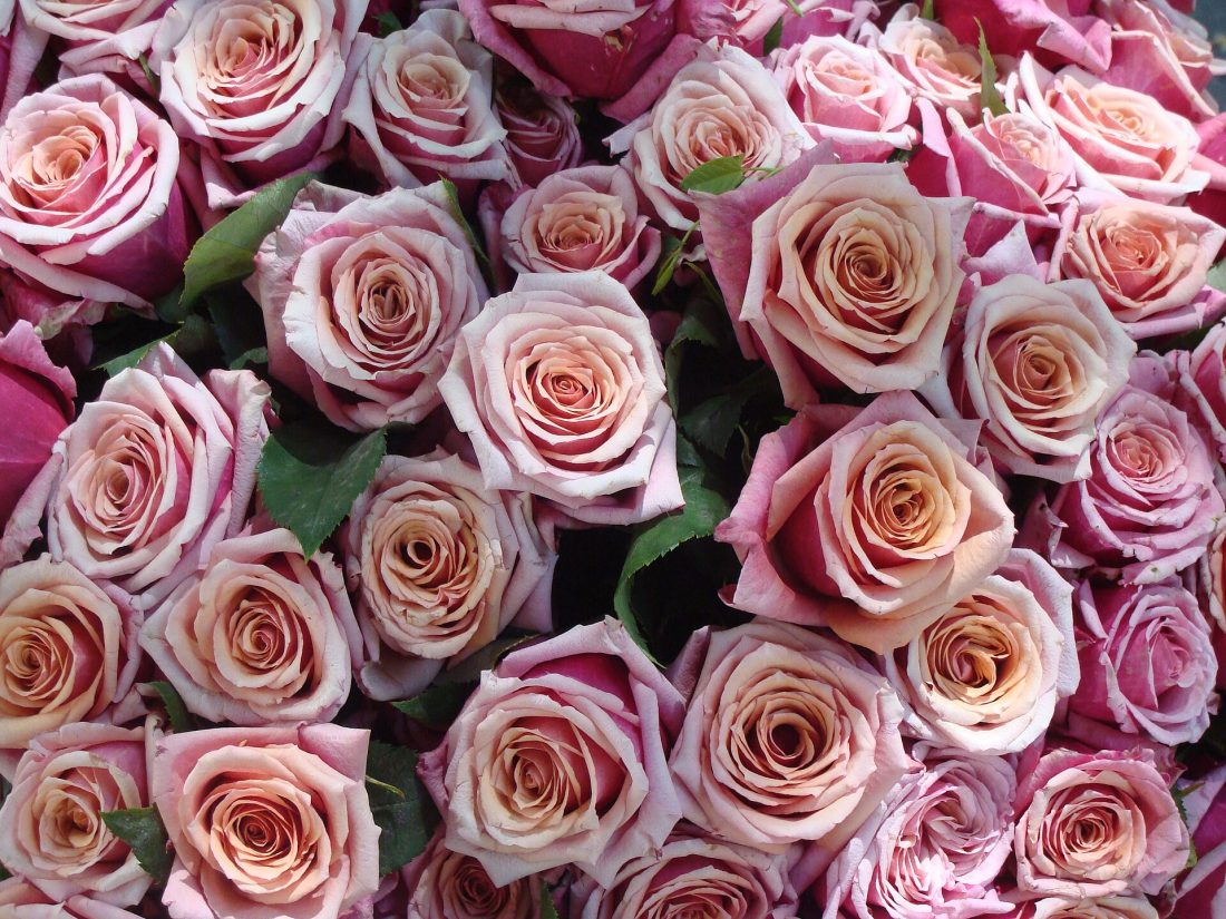 A hand-tied bouquet of soft pink blush roses