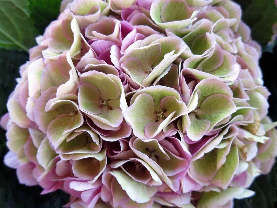 A full bouquet of pale blue hydrangea blooms