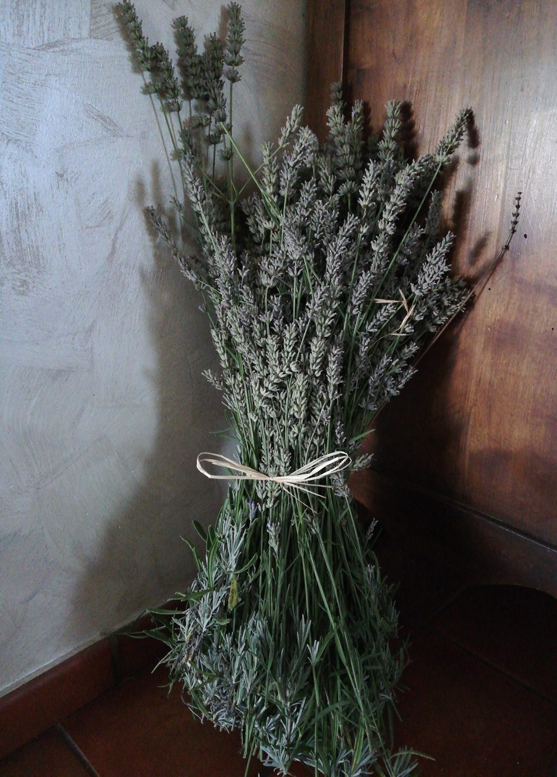 A tied bunch of fragrant lavender stems