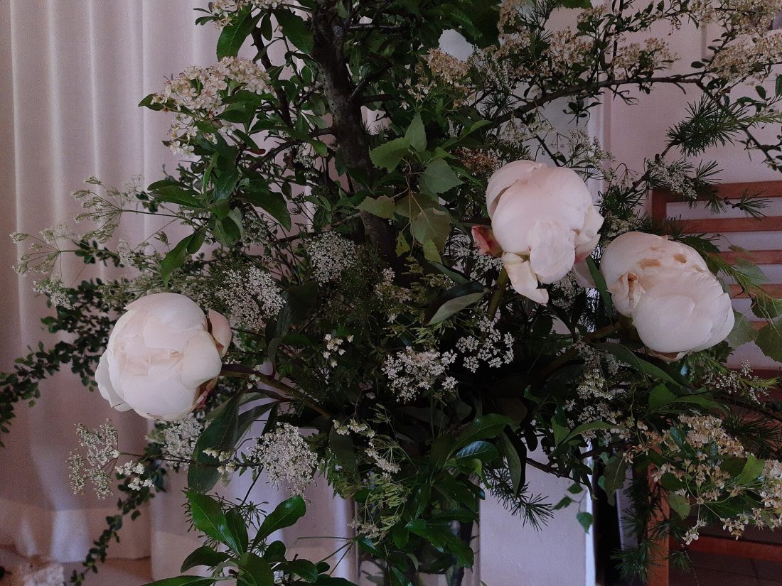 Soft peony blooms arranged in a tall vase