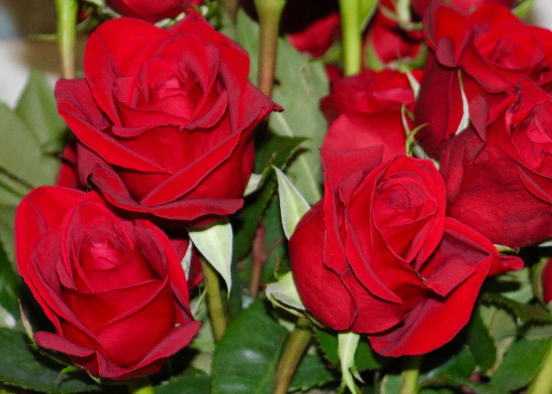 A bouquet of classic deep red roses