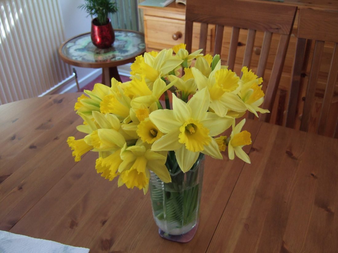 Fresh daffodils arranged in a vase